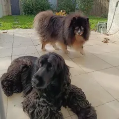 Mucho et Pancko, deux chiens allongés côte à côte sur une terrasse