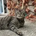 Tipa, chatte tigrée, allongée au soleil